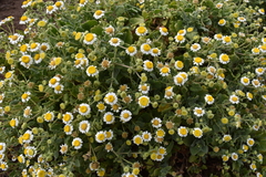 Perityle socorrosensis