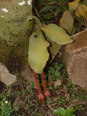 Epiphyllum oxypetalum