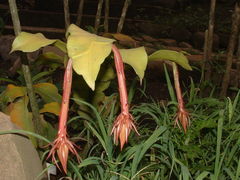 Epiphyllum oxypetalum