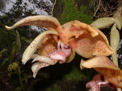 Stanhopea