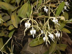 Epidendrum oerstedii