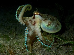 Amphioctopus marginatus