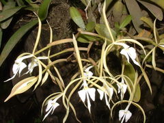 Epidendrum oerstedii