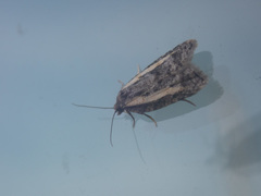Acleris gloveranus
