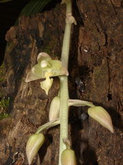 Lacaena spectabilis