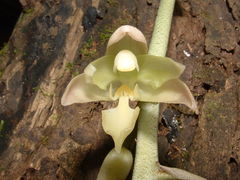 Lacaena spectabilis