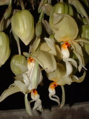 Stanhopea dodsoniana