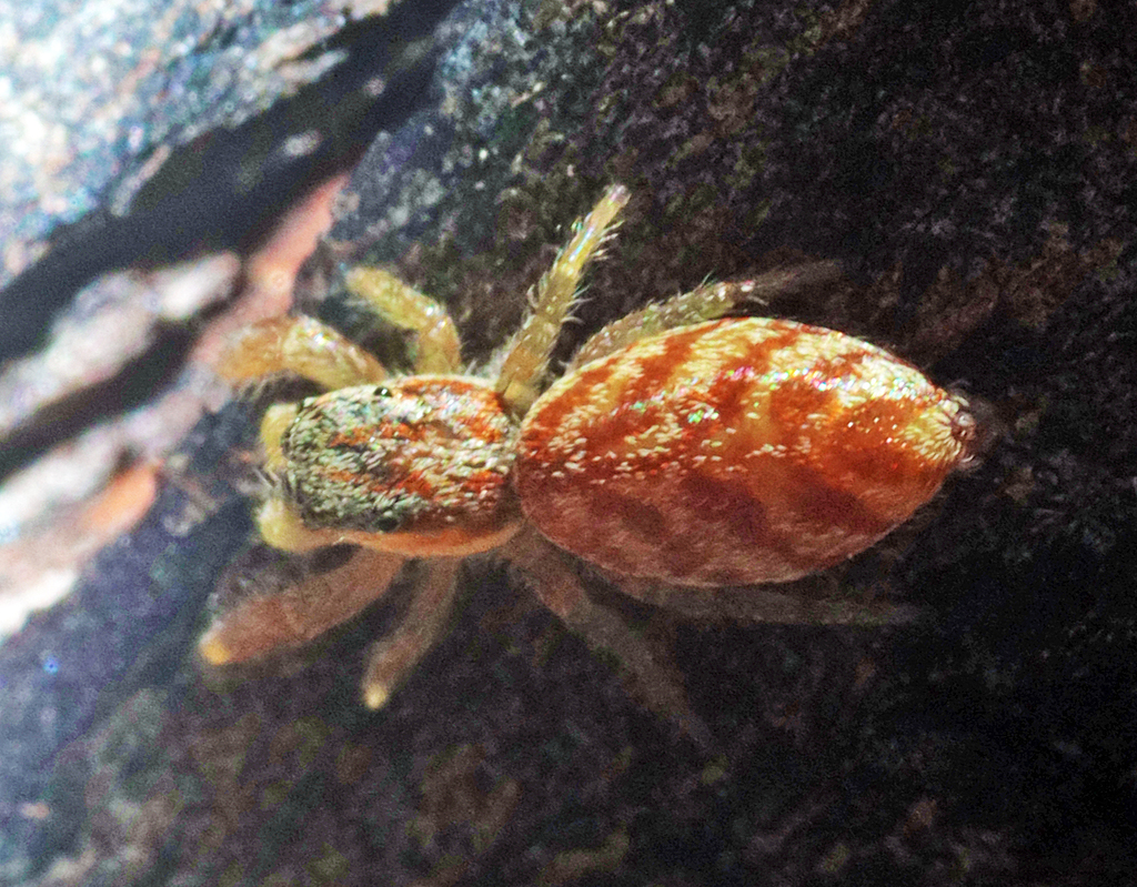 Afraflacilla grayorum