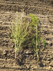 Cannabis sativa spontanea