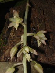 Lacaena spectabilis