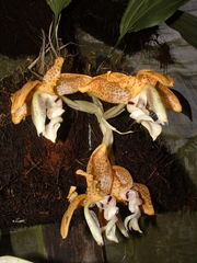 Stanhopea