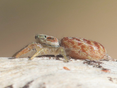 Afraflacilla grayorum