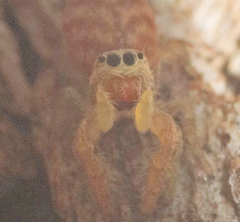 Afraflacilla grayorum