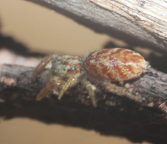 Afraflacilla grayorum