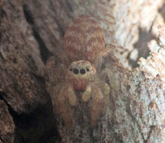 Afraflacilla grayorum