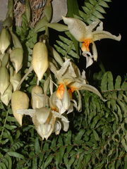 Stanhopea dodsoniana