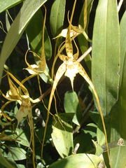 Brassia caudata