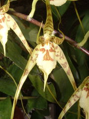 Brassia caudata