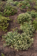 Perityle socorrosensis