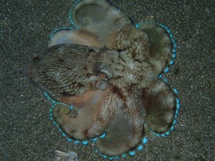 Amphioctopus marginatus
