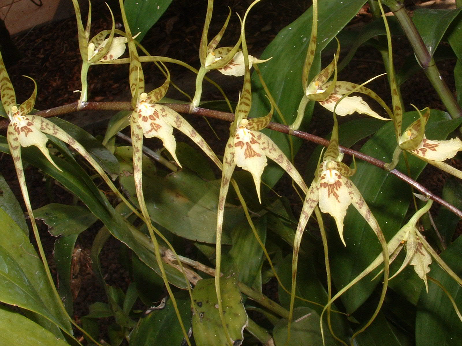 Brassia caudata (L.) Lindl. 4