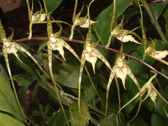 Brassia caudata