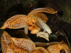 Stanhopea