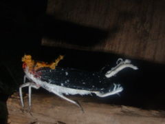 Cerogenes auricoma