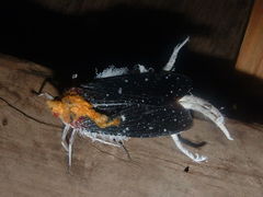 Cerogenes auricoma