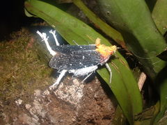 Cerogenes auricoma