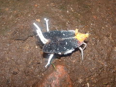 Cerogenes auricoma