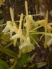 Epidendrum difforme