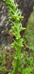 Platanthera clavigera