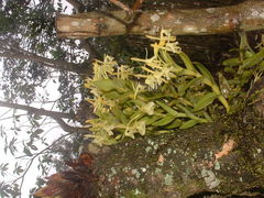Epidendrum difforme