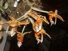 Stanhopea