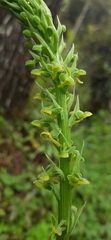 Platanthera clavigera
