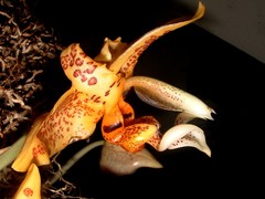 Stanhopea