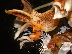 Stanhopea