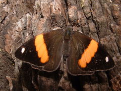 Diaethria pandama