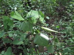 Cynanchum wilfordii