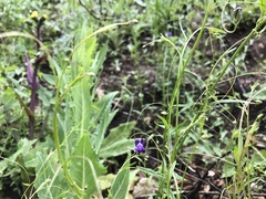 Neogaerrhinum strictum