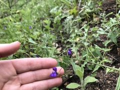 Neogaerrhinum strictum