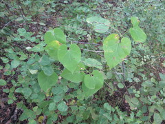 Cynanchum wilfordii