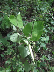 Cynanchum wilfordii