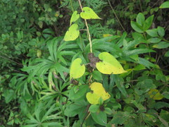 Cynanchum wilfordii