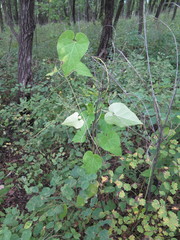 Cynanchum wilfordii