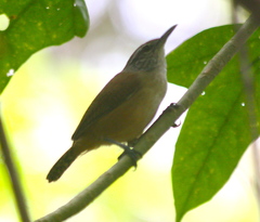 Cantorchilus leucotis