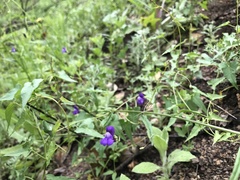 Neogaerrhinum strictum