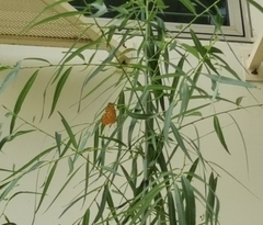 Phalanta phalantha phalantha