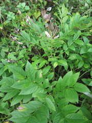 Dictamnus dasycarpus